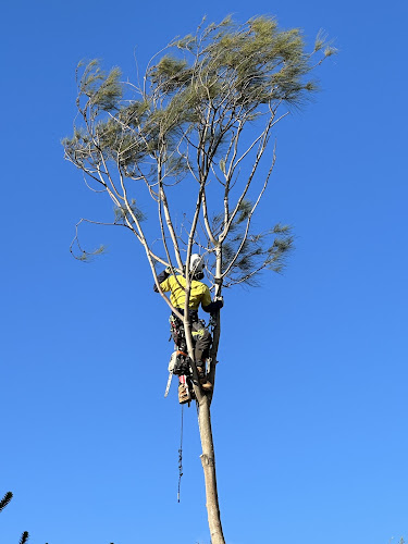 Tailored Tree Care in Bannockburn