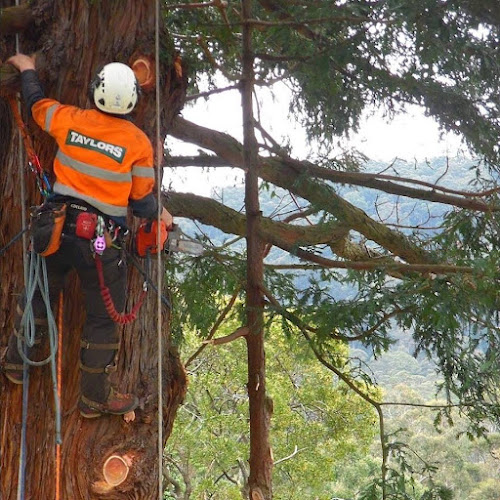 Taylors Trees in Bayswater North