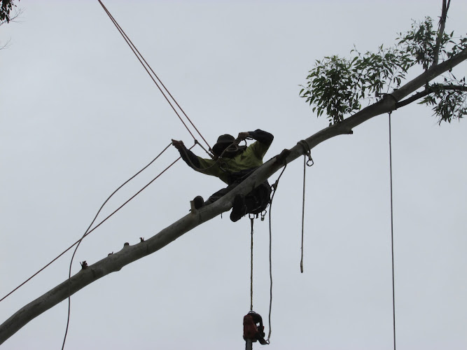 THE CHAINSAW GUYS in Tweed Heads