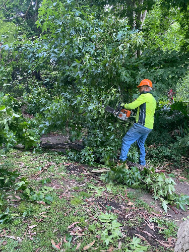 The Greatest Tree Solutions in Sydney