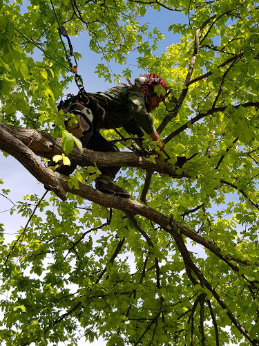 The Special Branch Arborist in Melbourne