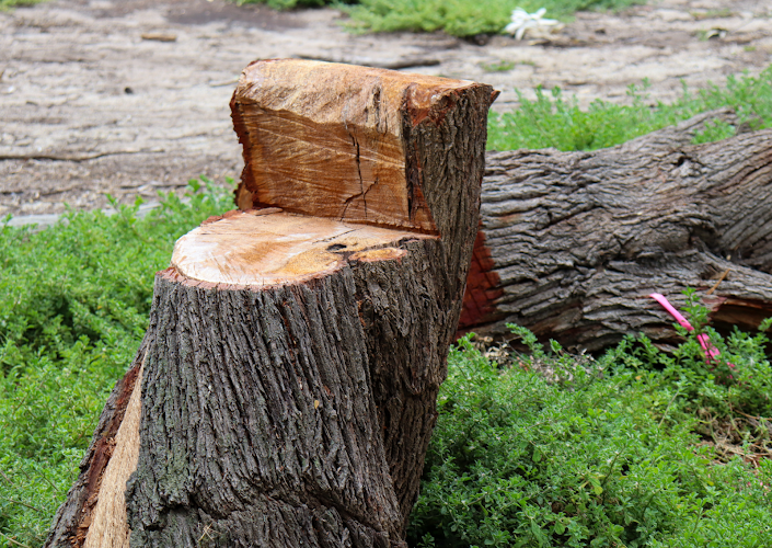 The Tree Lopping Loppers in Rockingham