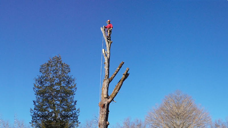 The Tree Removal Melbourne Co in Melbourne