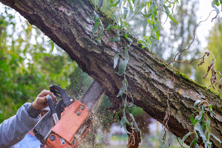 Thornleigh Tree Service & Removal in Hornsby