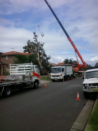 Tidy Tree Work in Blacktown