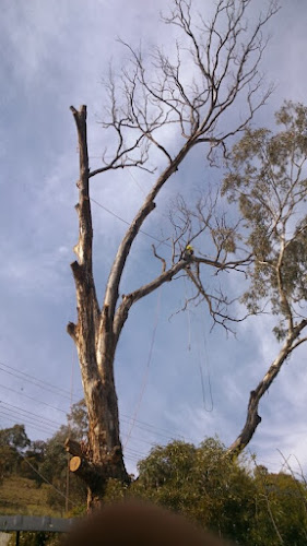 Timbertops Tree Works in Canberra