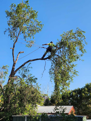 Tivoli Tree care in Ipswich