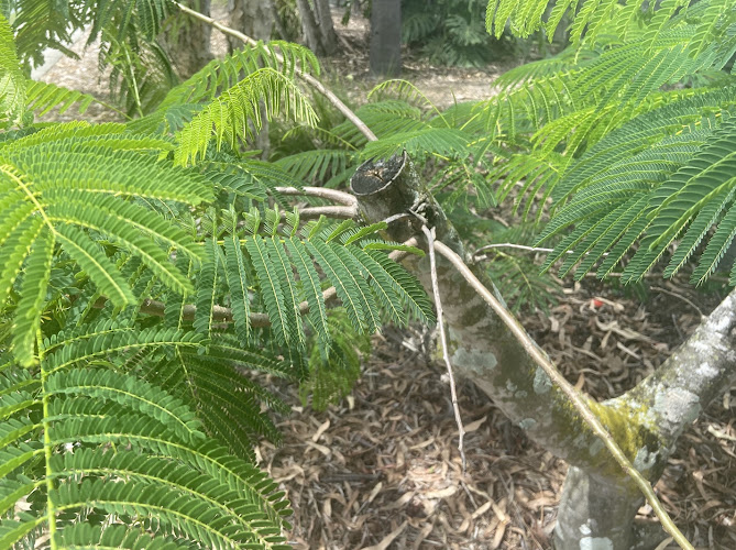 Top Tree Removal Sunshine Coast in Sunshine Coast