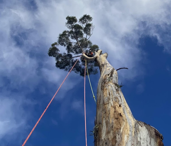 Tree Guy Tasmania Pty Ltd in Hobart