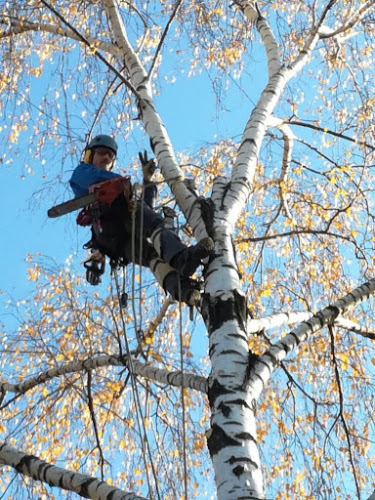 Tree Removal Bendigo in Bendigo