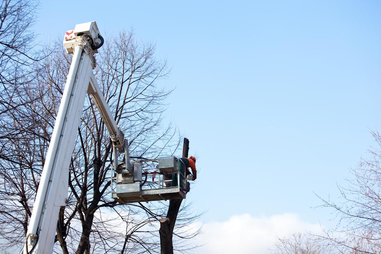 Tree Removal Newcastle in Newcastle