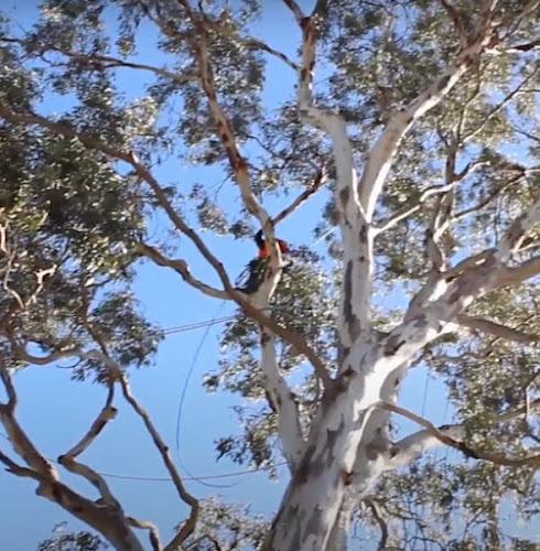 Tree Services North Shore Sydney in St Ives Chase