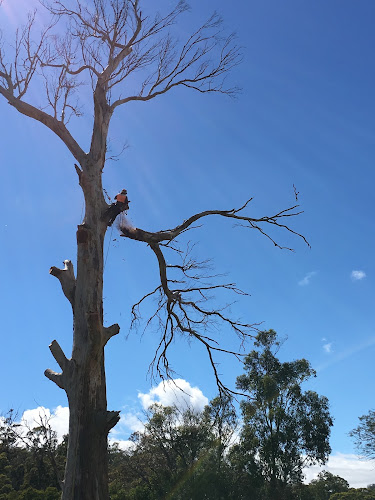 Tree Solutions Launceston in Launceston