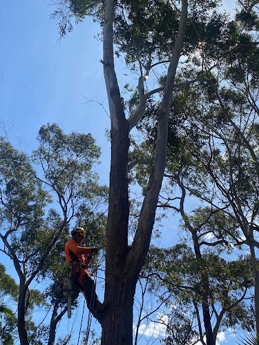 TreeOps Services Pty Ltd in Penrith