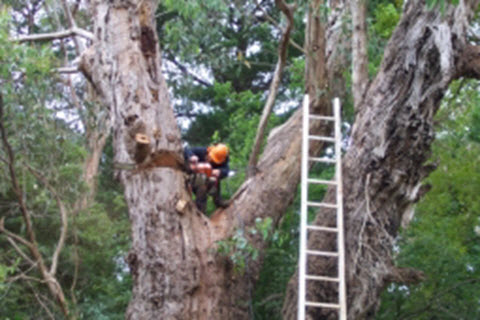 Treescapers Tree & Stump Removal Melbourne in Ringwood