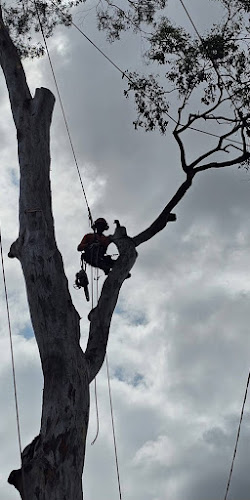 Treestarz in Parramatta