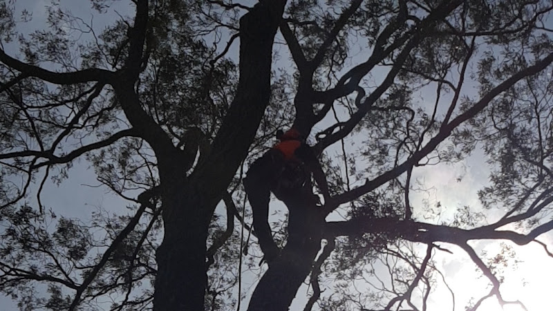 Twins Tree Lopping in Penrith