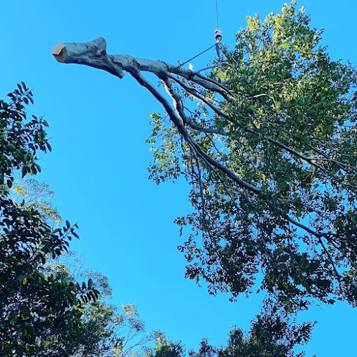 Universal Tree Care in Blacktown