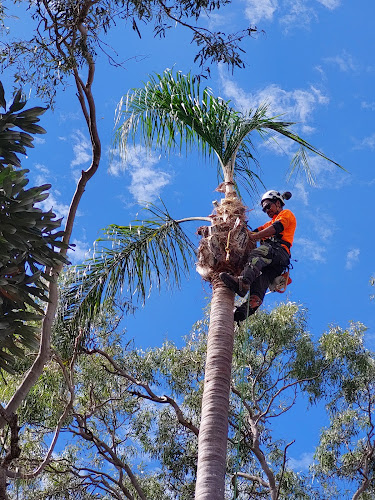 Wide Bay Tree Service in Bundaberg