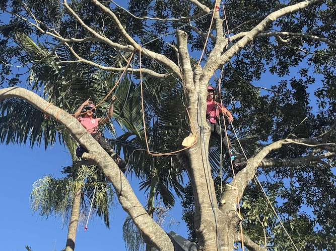 Wild Card Tree Care in North Lakes